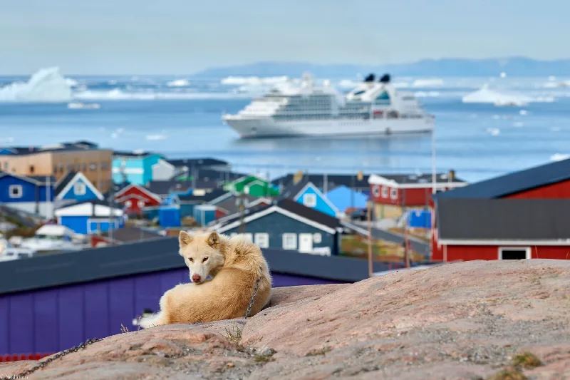 Ein Schlittenhund liegt vor bunten Häusern in Ilulissat, im Wasser dahinter ein kleines Kreuzfahrtschiff zwischen Eisbergen